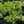 Load image into Gallery viewer, Wojo's Jem Vinca Vine