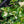 Load image into Gallery viewer, Wojo's Jem Vinca Vine