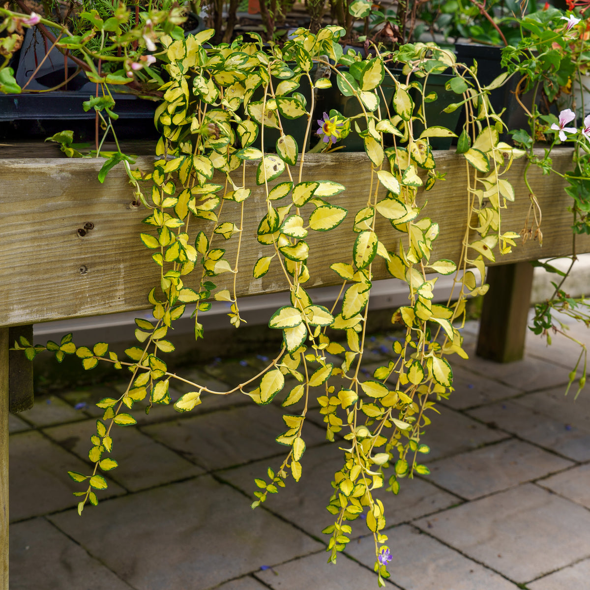 hanging vinca plant care Wojo's Jem Vinca Vine – Plant Detectives