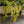 Load image into Gallery viewer, Wojo's Jem Vinca Vine