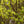 Load image into Gallery viewer, Wolf Eyes Japanese Dogwood - Dogwood Tree - Flowering Trees