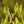 Load image into Gallery viewer, Wolf Eyes Japanese Dogwood - Dogwood Tree - Flowering Trees
