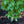 Load image into Gallery viewer, Wolf Eyes Japanese Dogwood - Dogwood Tree - Flowering Trees