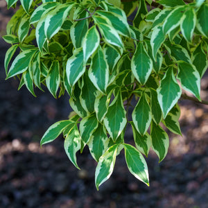 Wolf Eyes Kousa Dogwood