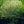 Load image into Gallery viewer, Wolf Eyes Japanese Dogwood - Dogwood Tree - Flowering Trees