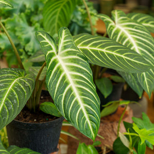 Magnificent Phyllotaenium