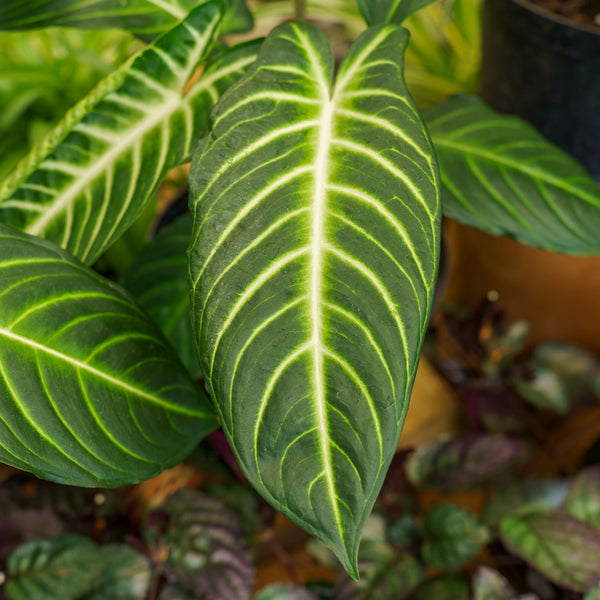 Magnificent Phyllotaenium