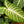Load image into Gallery viewer, Magnificent Phyllotaenium