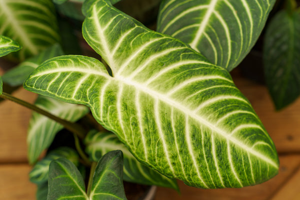 Magnificent Phyllotaenium