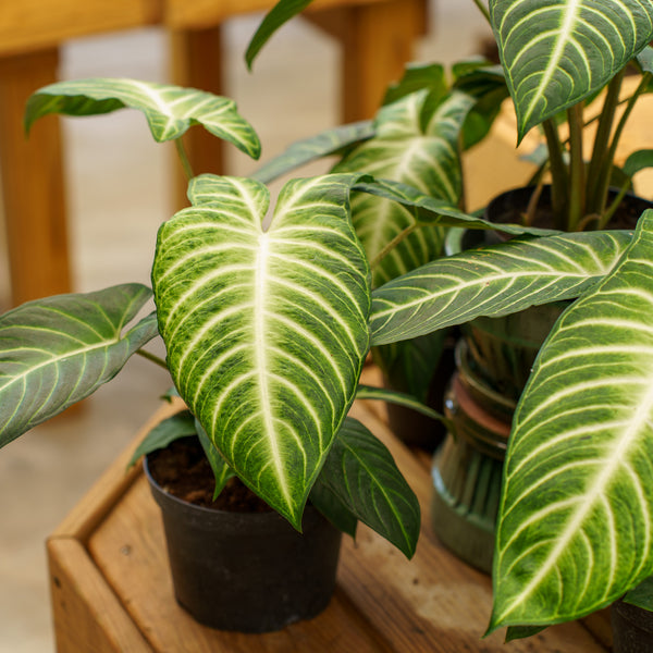 Magnificent Phyllotaenium