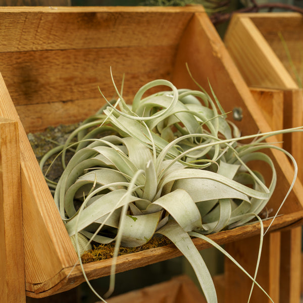 King Air Plant