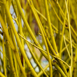 Yellow-Twig Dogwood - Other Shrubs - Shrubs