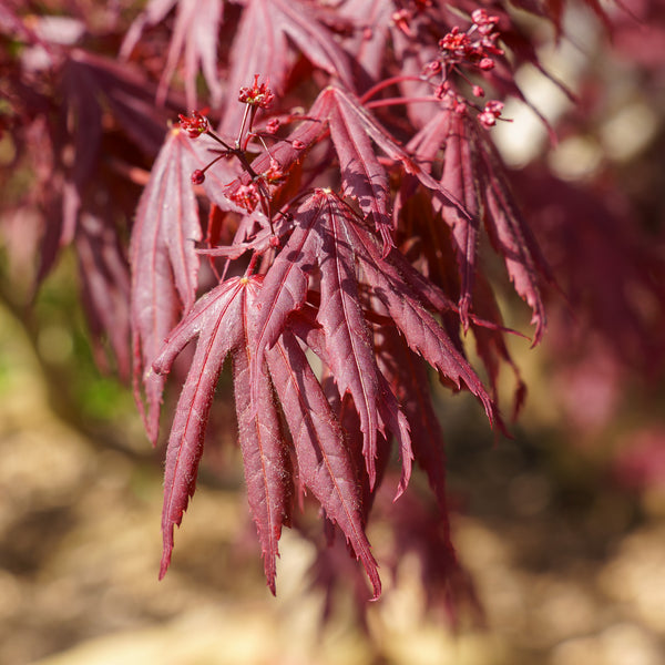 Yasemin Full Moon Japanese Maple - Japanese Maple - Japanese Maples