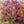 Load image into Gallery viewer, Yasemin Full Moon Japanese Maple - Japanese Maple - Japanese Maples
