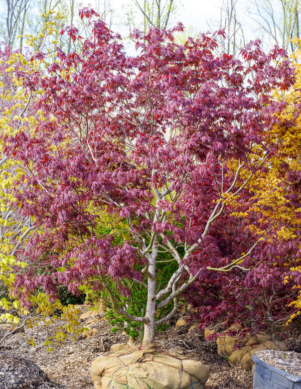 Yasemin Full Moon Japanese Maple - Japanese Maple - Japanese Maples