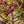 Load image into Gallery viewer, Yasemin Full Moon Japanese Maple - Japanese Maple - Japanese Maples
