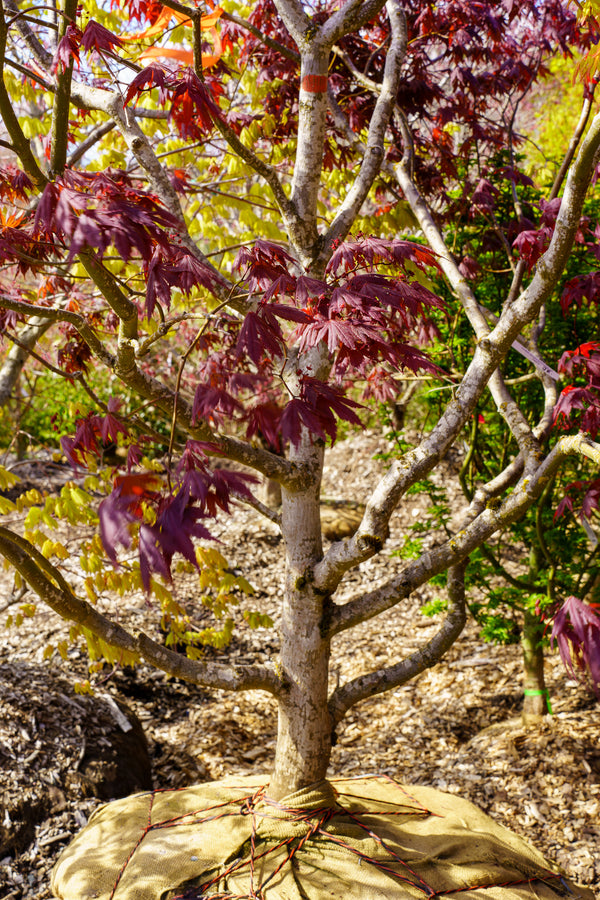 Yasemin Full Moon Japanese Maple - Japanese Maple - Japanese Maples