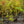 Load image into Gallery viewer, Yellow Twig Dogwood