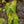 Load image into Gallery viewer, Yellow Twig Dogwood