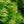 Load image into Gallery viewer, Yellow Ribbon Arborvitae