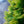 Load image into Gallery viewer, Yellow Ribbon Arborvitae
