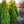 Load image into Gallery viewer, Yellow Ribbon Arborvitae