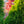 Load image into Gallery viewer, Yellow Ribbon Arborvitae