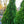 Load image into Gallery viewer, Yellow Ribbon Arborvitae