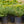 Load image into Gallery viewer, Yewtopia Plum Yew - Yew - Conifers