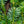 Load image into Gallery viewer, Yewtopia Plum Yew - Yew - Conifers