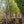 Load image into Gallery viewer, Yoshino Cherry - Cherry - Flowering Trees