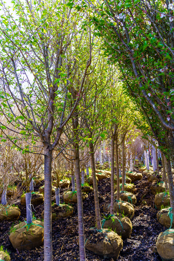 Yoshino Cherry - Cherry - Flowering Trees