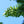 Load image into Gallery viewer, Yoshino Cherry - Cherry - Flowering Trees