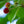 Load image into Gallery viewer, Yoshino Cherry - Cherry - Flowering Trees