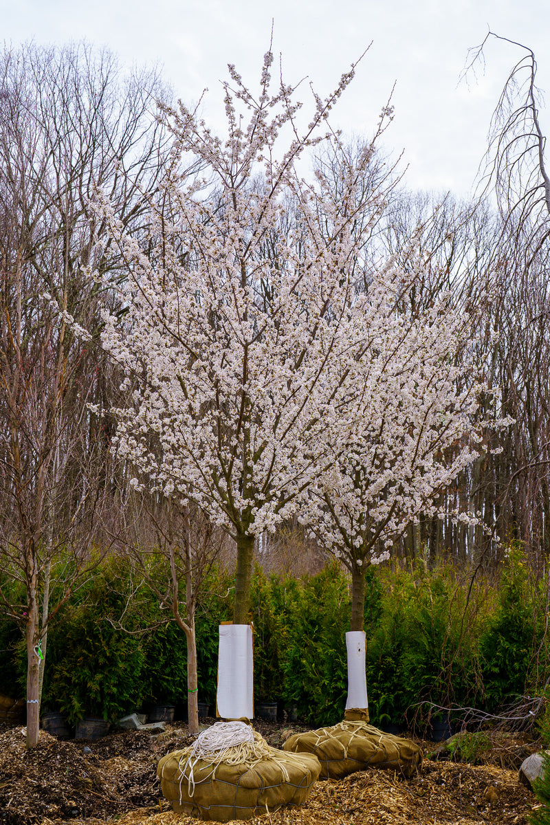 Yoshino Cherry – Plant Detectives
