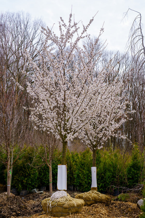 Yoshino Cherry
