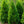 Load image into Gallery viewer, Yoshino Japanese Cedar - Cryptomeria - Conifers
