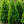 Load image into Gallery viewer, Yoshino Japanese Cedar - Cryptomeria - Conifers
