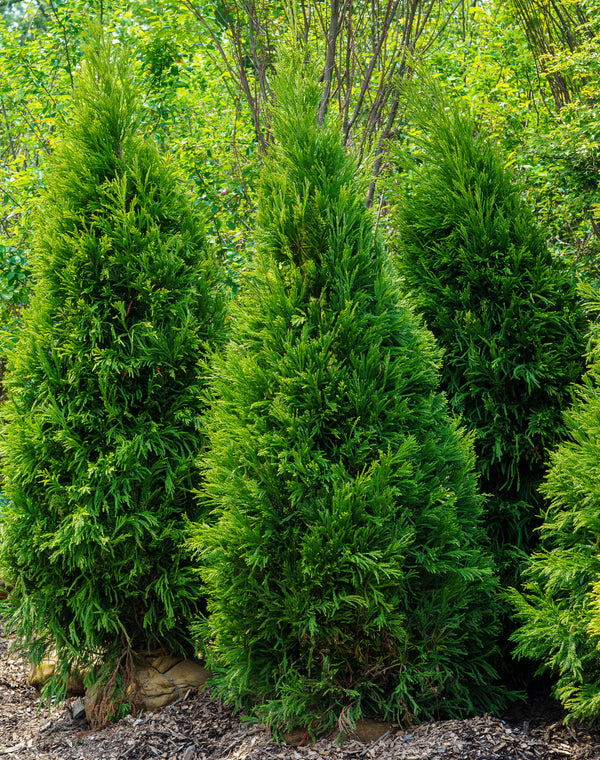 Yoshino Japanese Cedar - Cryptomeria - Conifers