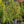 Load image into Gallery viewer, Young's Weeping Birch - Birch - Shade Trees