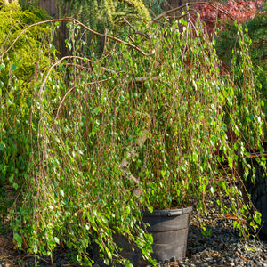 Young's Weeping Birch