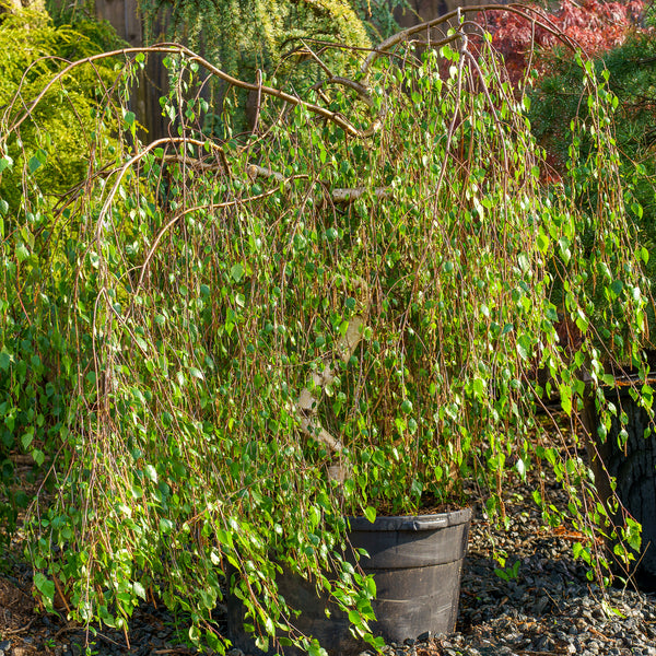 Young's Weeping Birch - Birch - Shade Trees