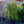 Load image into Gallery viewer, Young's Weeping Birch - Birch - Shade Trees