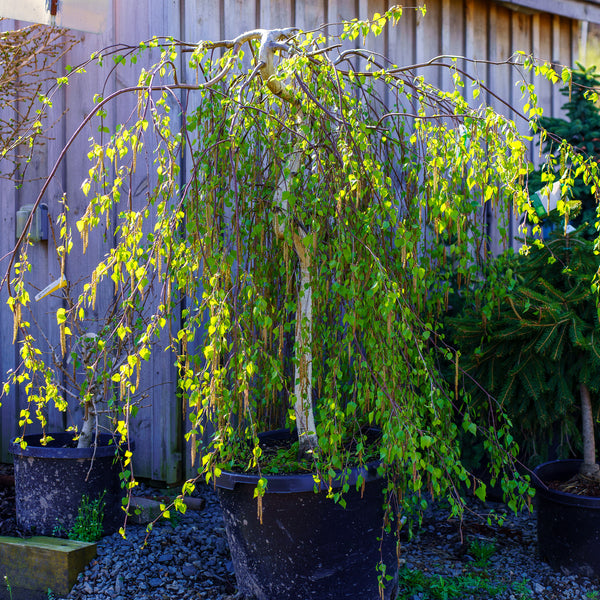 Young's Weeping Birch - Birch - Shade Trees