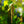 Load image into Gallery viewer, Young's Weeping Birch - Birch - Shade Trees