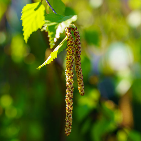 Young's Weeping Birch - Birch - Shade Trees