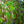 Load image into Gallery viewer, Young's Weeping Birch - Birch - Shade Trees