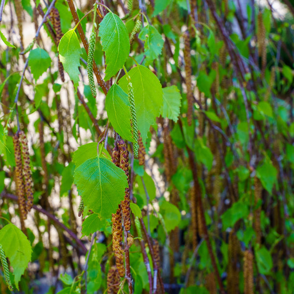 Young's Weeping Birch - Birch - Shade Trees