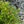 Load image into Gallery viewer, Yuki Cherry Blossom Deutzia