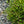 Load image into Gallery viewer, Yuki Cherry Blossom Deutzia